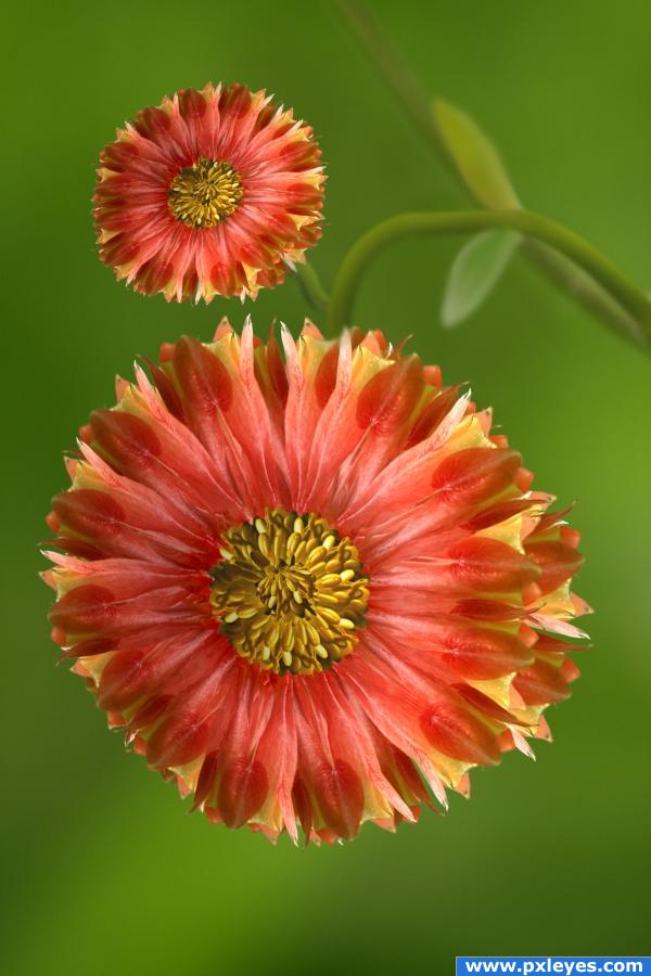 Creation of Rare Red Sunflowers: Final Result